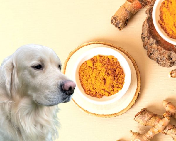 Curcumin Extract Powder manufacturer Curcumin Extract Powder manufacturer